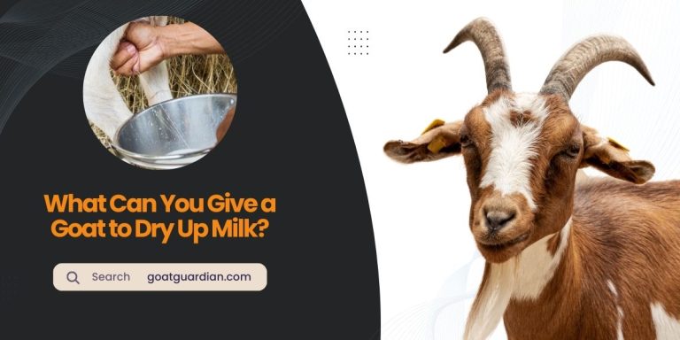 What Can You Give a Goat to Dry Up Milk?