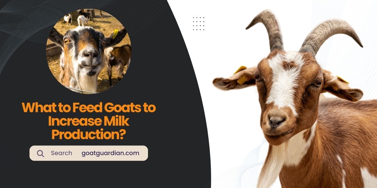 What to Feed Goats to Increase Milk Production