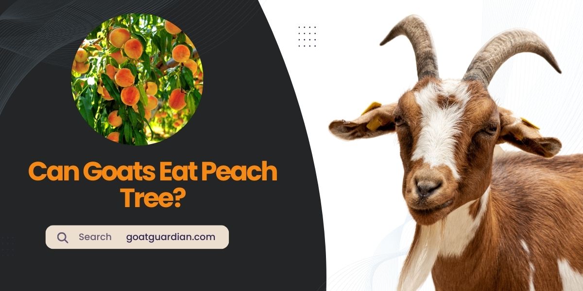 Will Goats Eat Peach Tree