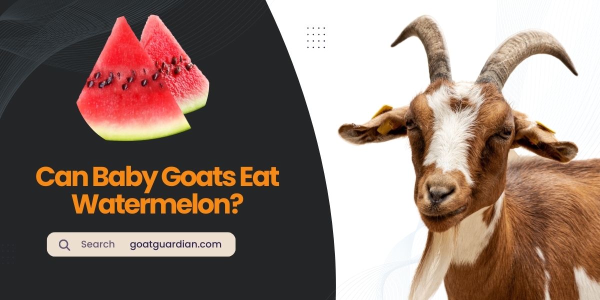 Can Baby Goats Eat Watermelon