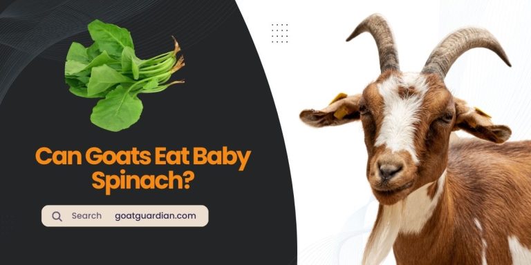 Can Goats Eat Baby Spinach? (Expert Advice)