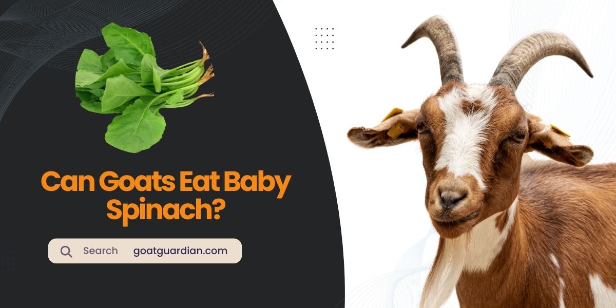 Can Goats Eat Baby Spinach