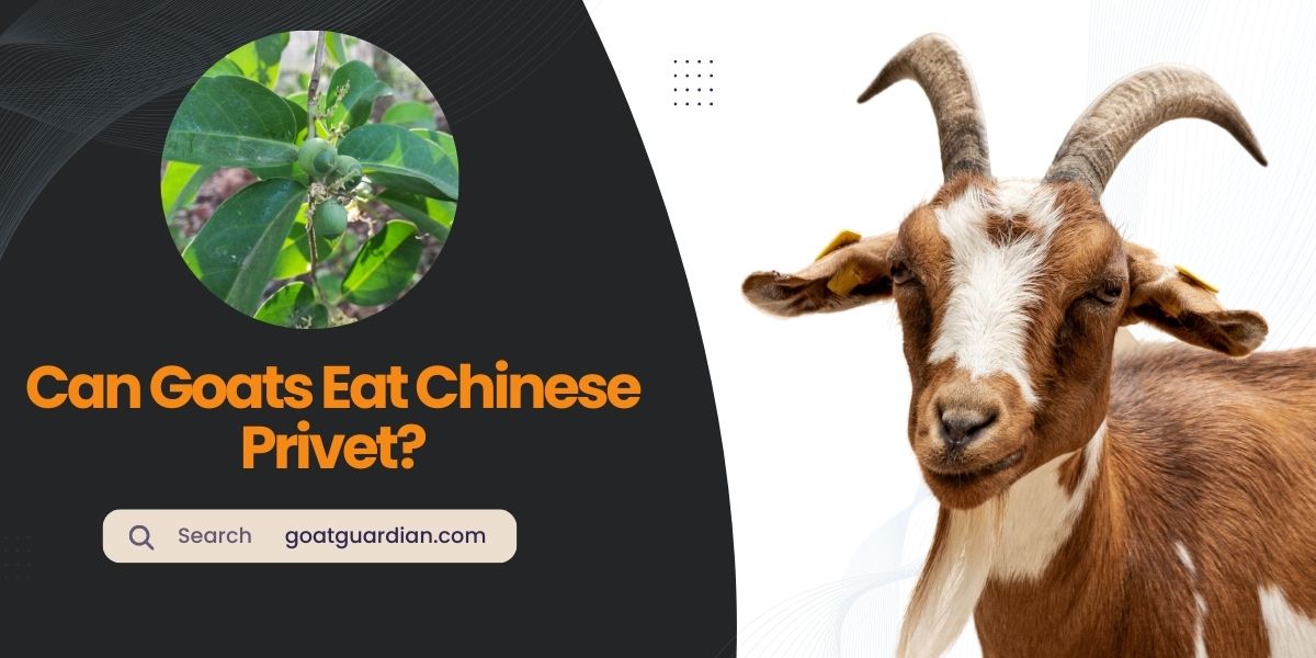 Can Goats Eat Chinese Privet