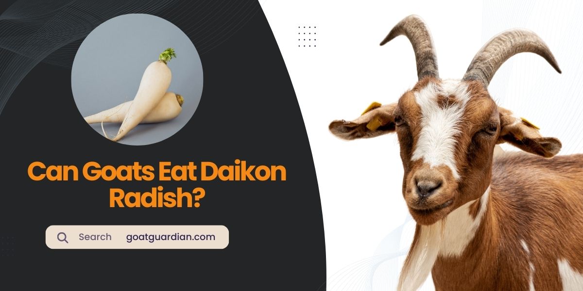 Can Goats Eat Daikon Radish