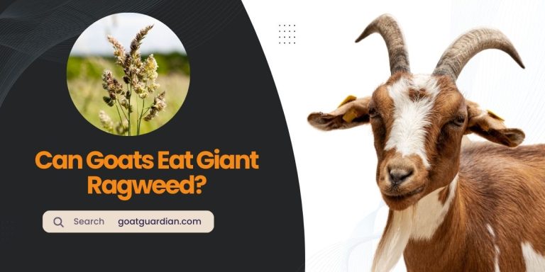 Can Goats Eat Giant Ragweed? (Surprising Answer)
