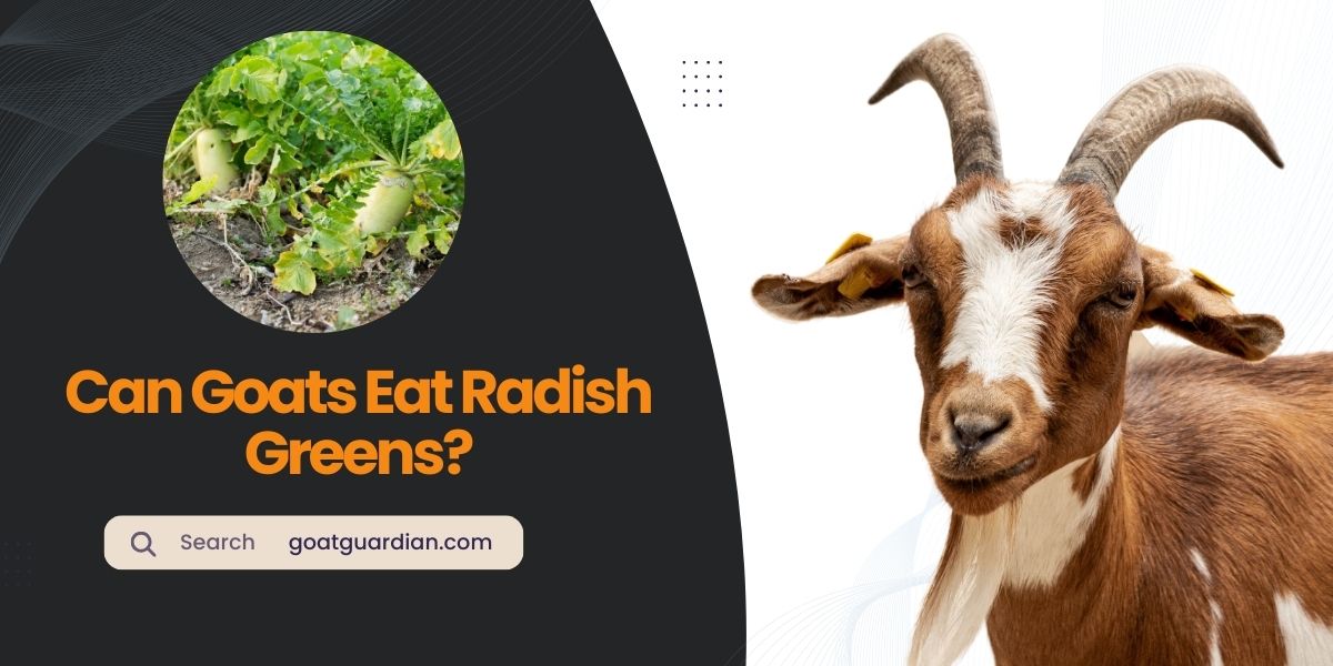 Can Goats Eat Radish Greens
