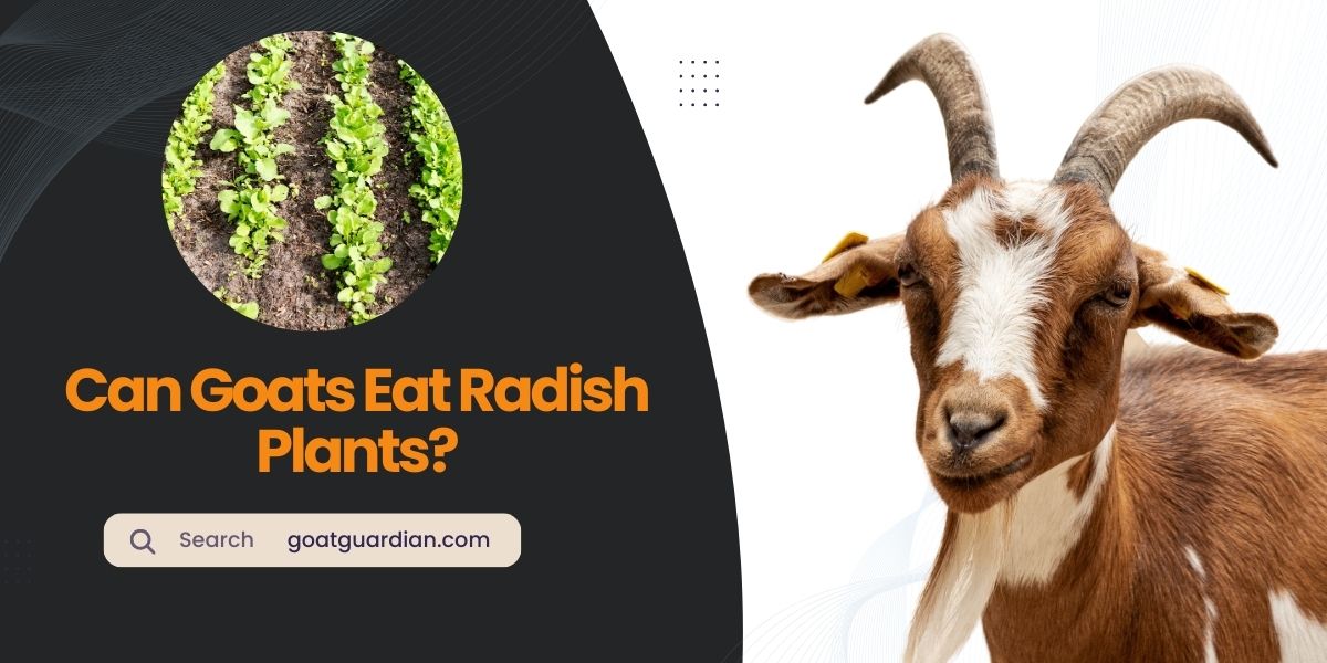 Can Goats Eat Radish Plants