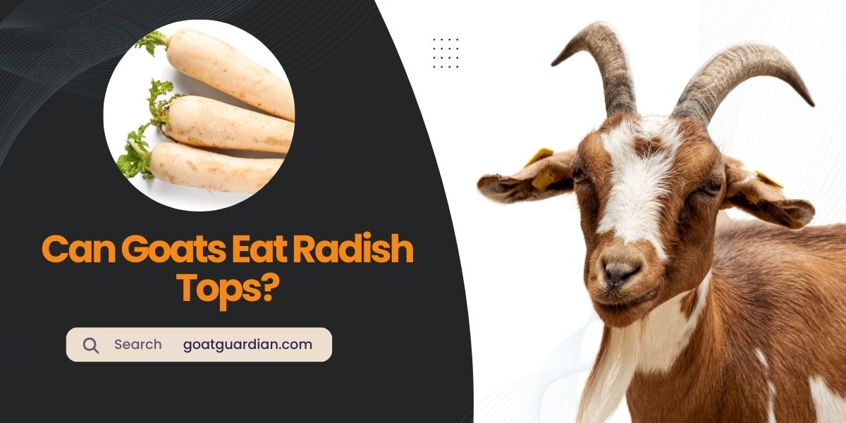 Can Goats Eat Radish Tops