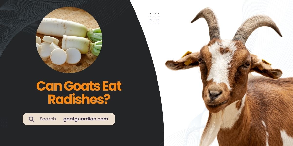 Can Goats Eat Radishes