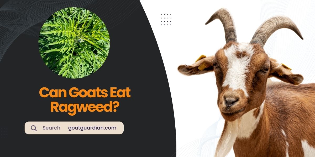 Can Goats Eat Ragweed