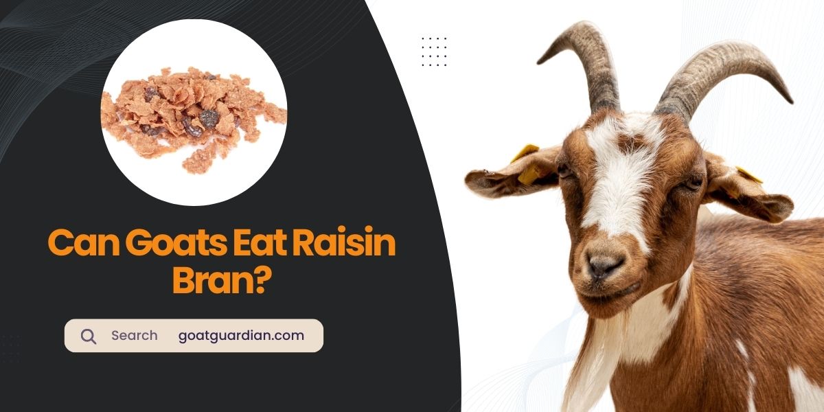 Can Goats Eat Raisin Bran