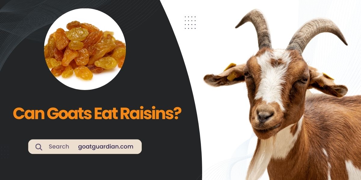 Can Goats Eat Raisins