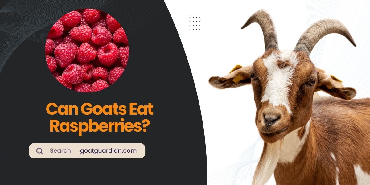 Can Goats Eat Raspberries