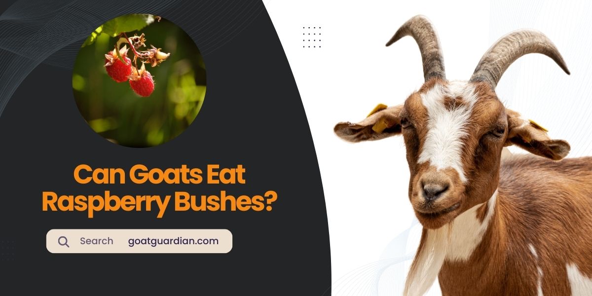 Can Goats Eat Raspberry Bushes
