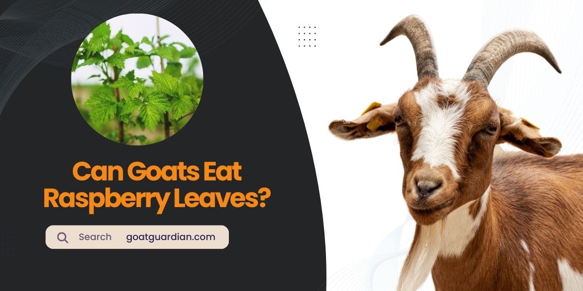 Can Goats Eat Raspberry Leaves