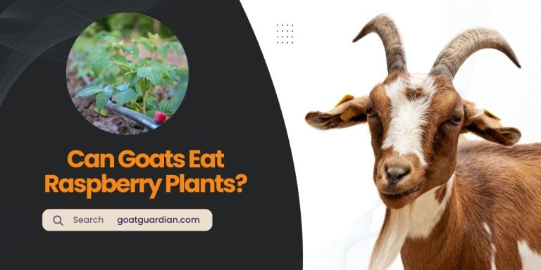 Can Goats Eat Raspberry Plants? (Safe Feeding)