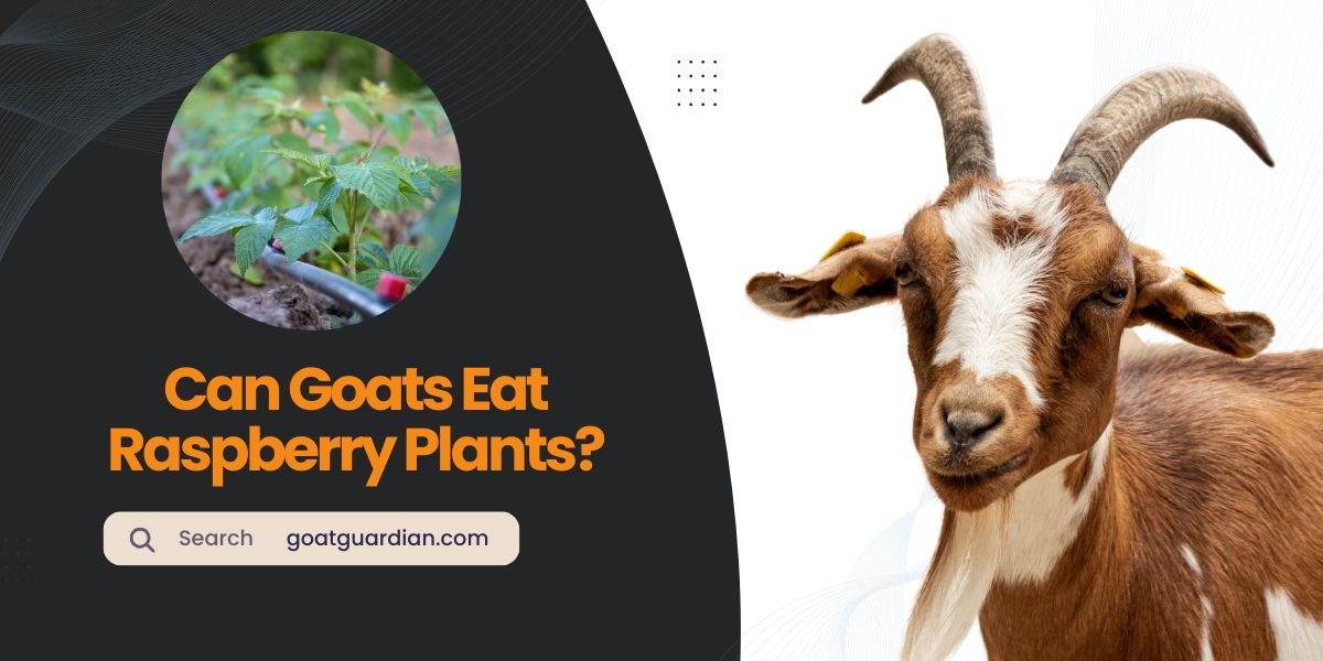 Can Goats Eat Raspberry Plants