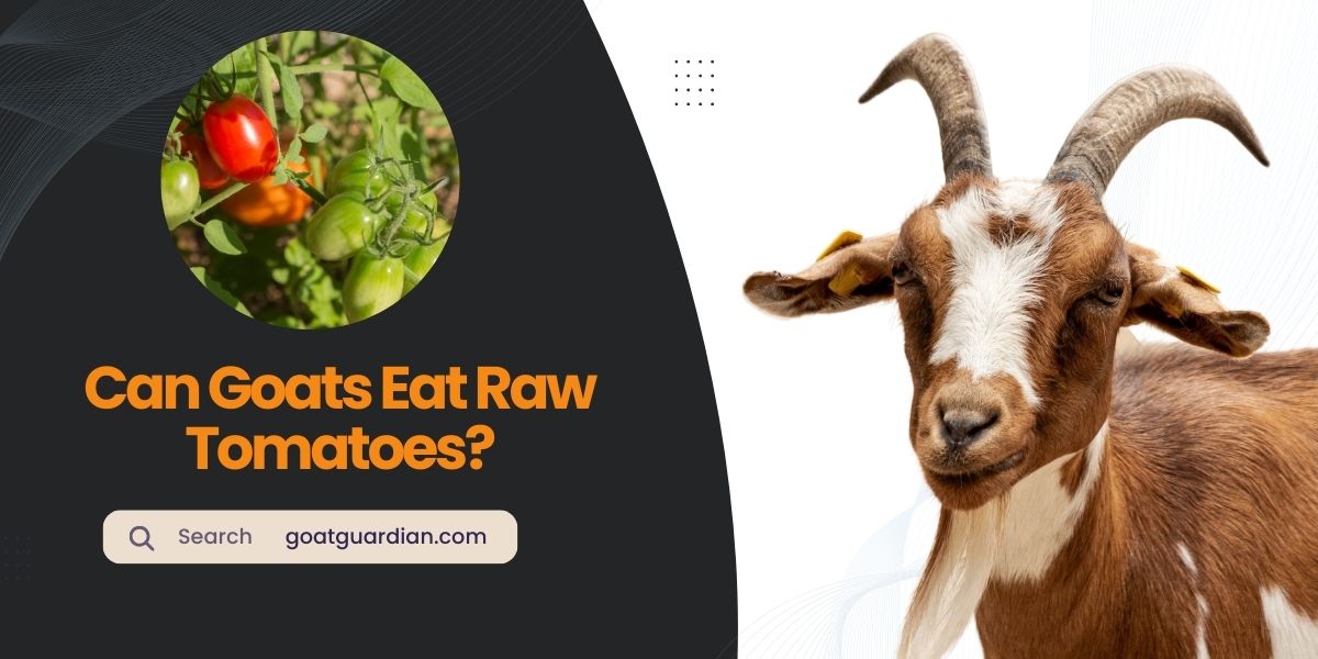 Can Goats Eat Raw Tomatoes