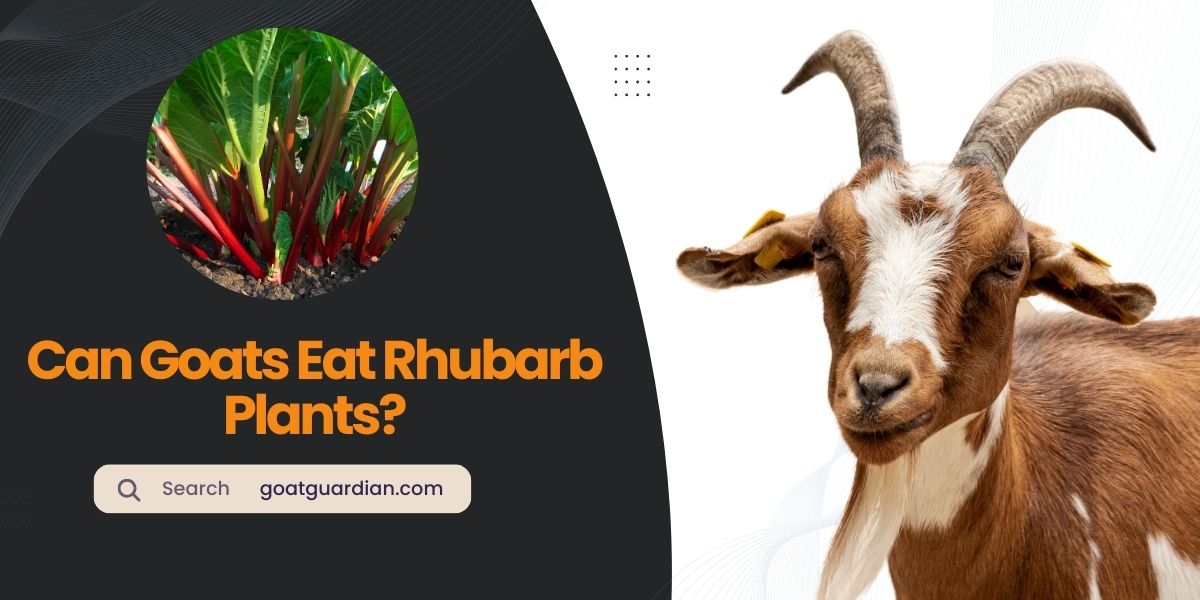 Can Goats Eat Rhubarb Plants