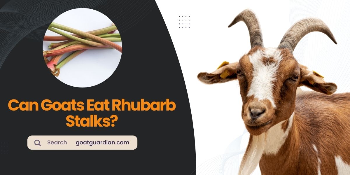 Can Goats Eat Rhubarb Stalks
