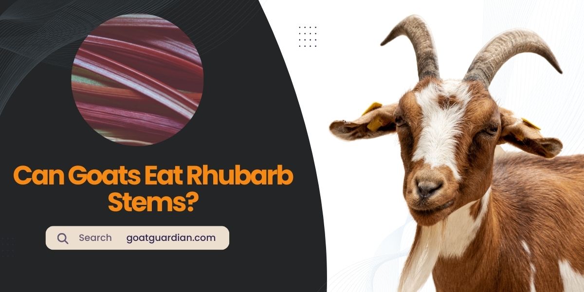 Can Goats Eat Rhubarb Stems