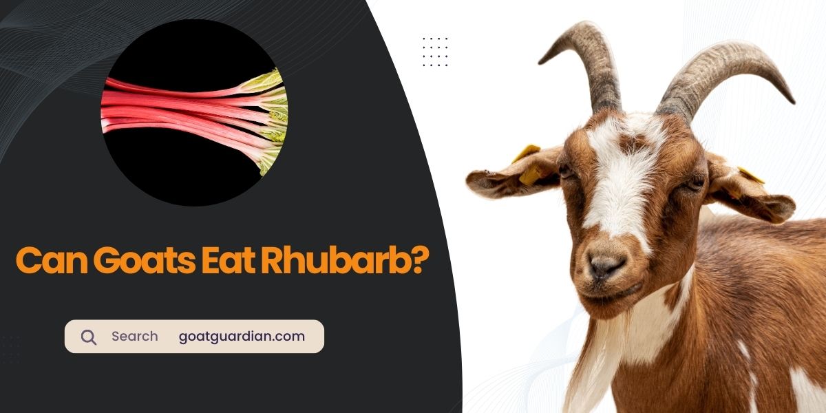 Can Goats Eat Rhubarb