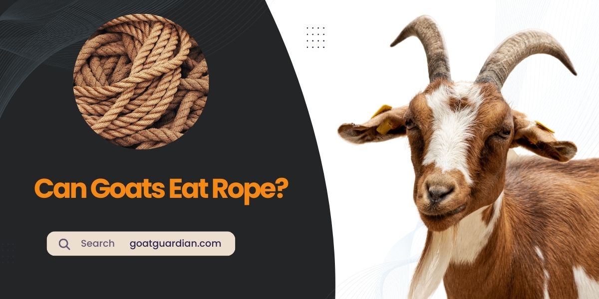 Can Goats Eat Rope