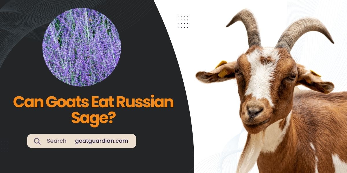Can Goats Eat Russian Sage