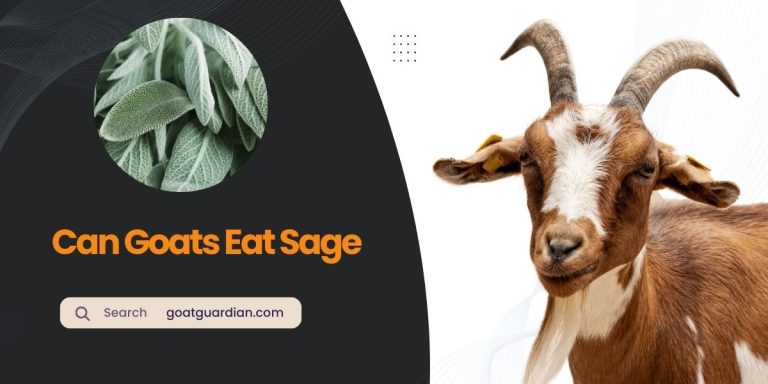 Can Goats Eat Sage? Discover the Truth About Goats and Sagebrush