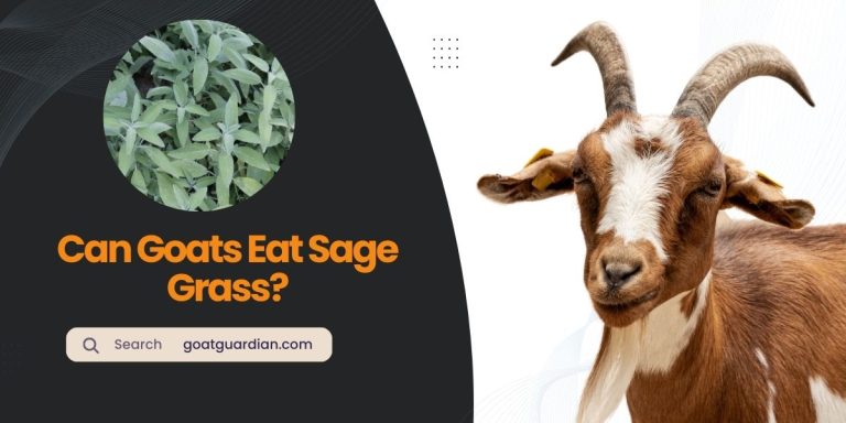 Can Goats Eat Sage Grass? (Truth and Safety)