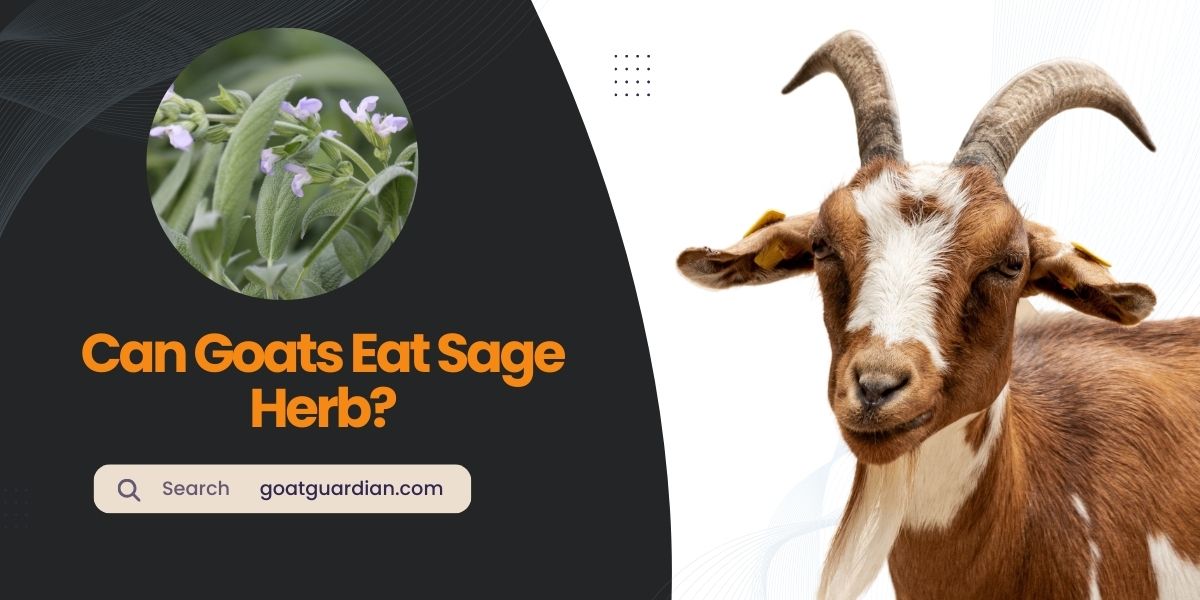Can Goats Eat Sage Herb