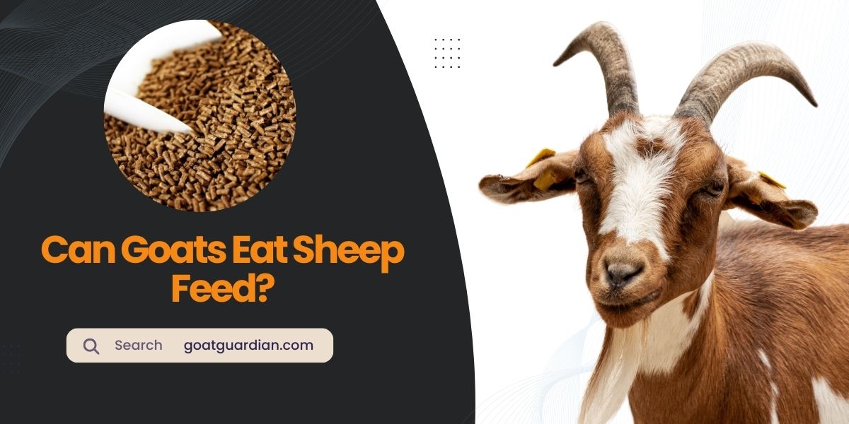 Can Goats Eat Sheep Feed