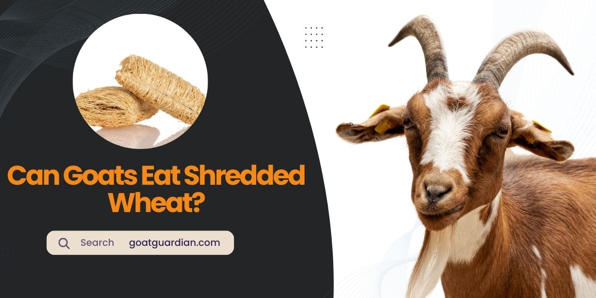 Can Goats Eat Shredded Wheat