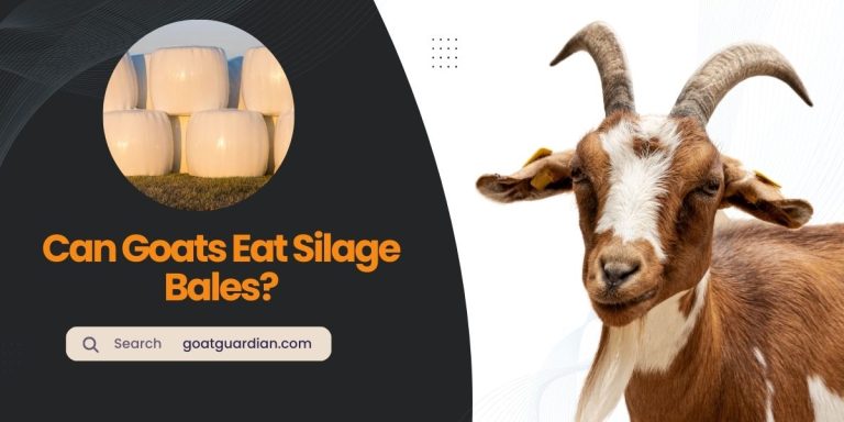 Can Goats Eat Silage Bales? Is It Safe?