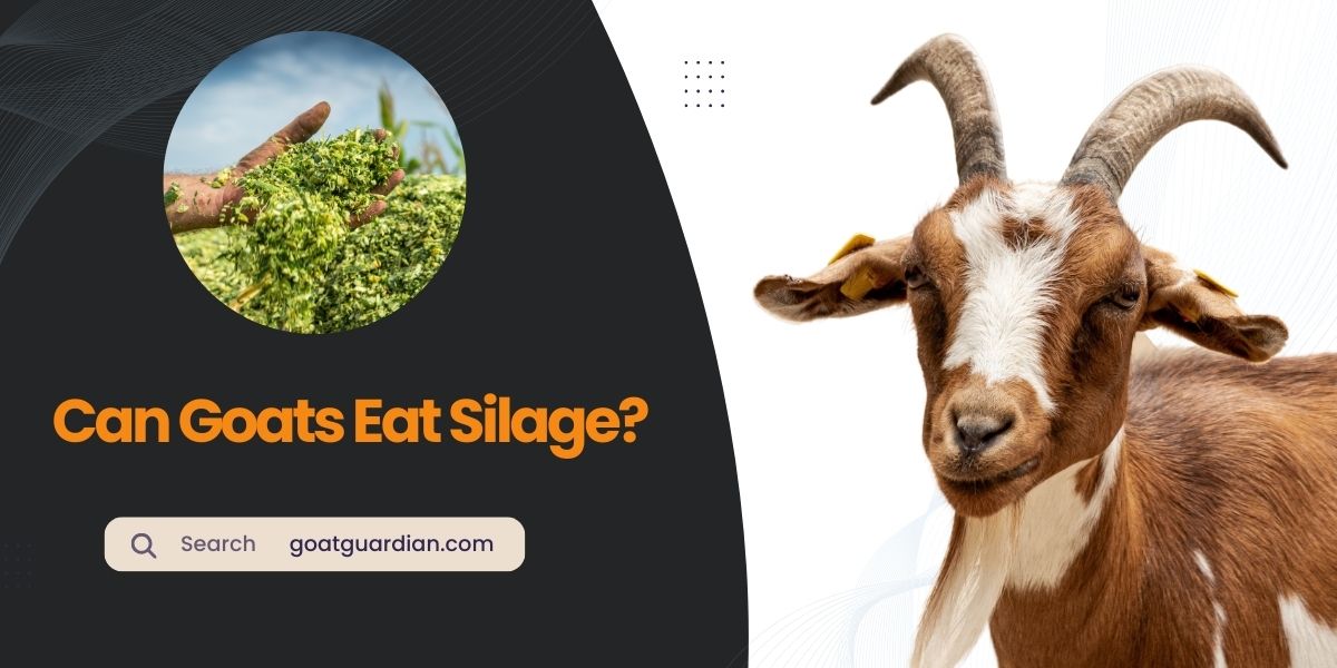 Can Goats Eat Silage