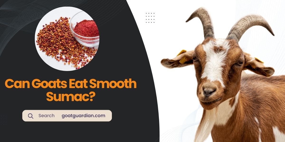Can Goats Eat Smooth Sumac