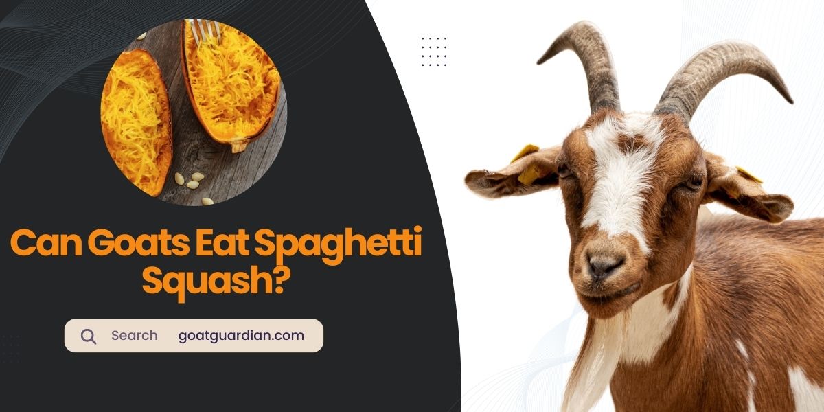 Can Goats Eat Spaghetti Squash