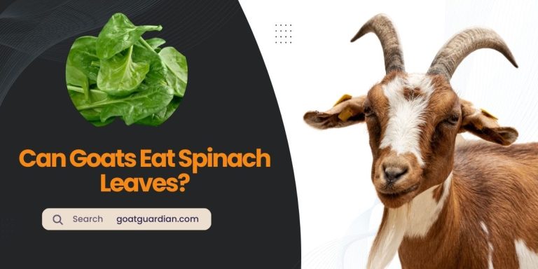 Can Goats Eat Spinach Leaves? (Benefits of Spinach)