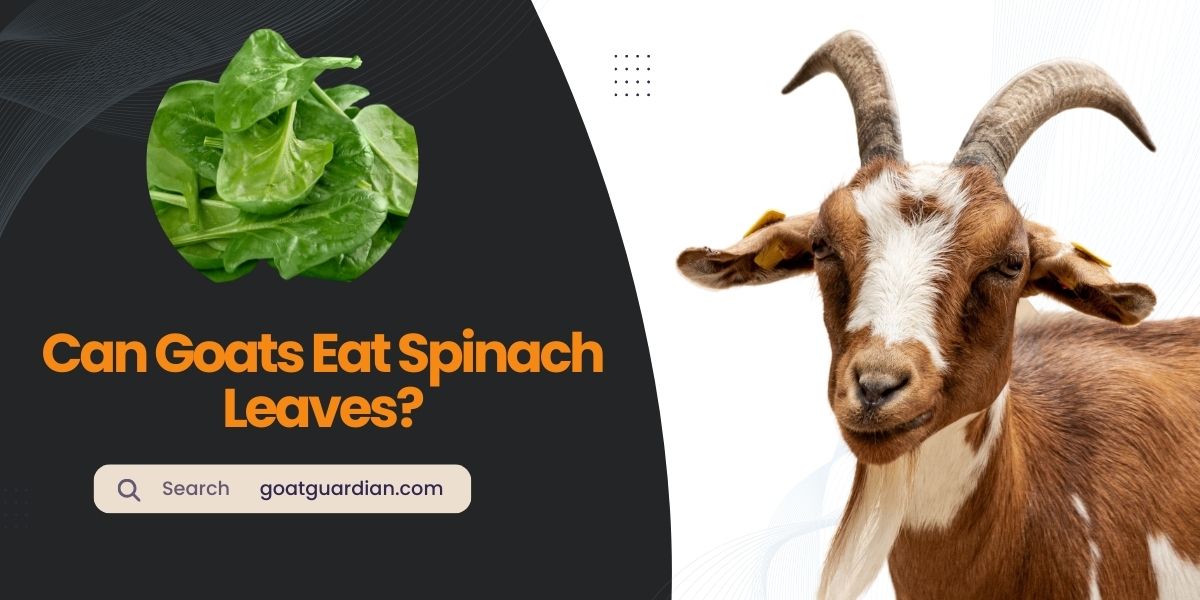 Can Goats Eat Spinach Leaves