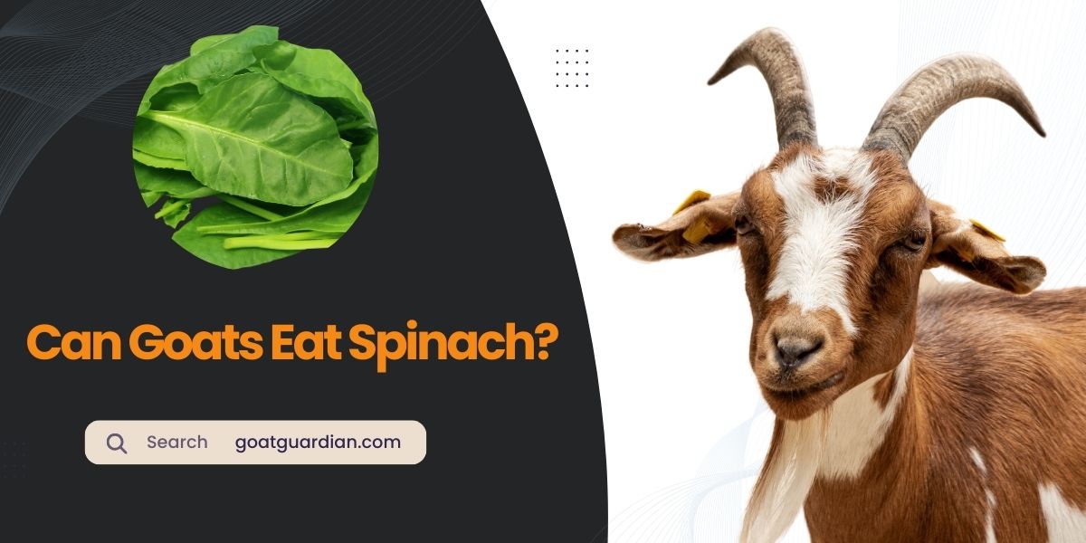 Can Goats Eat Spinach