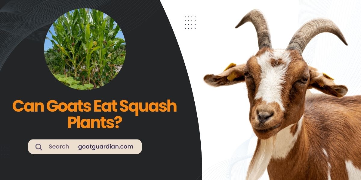 Can Goats Eat Squash Plants