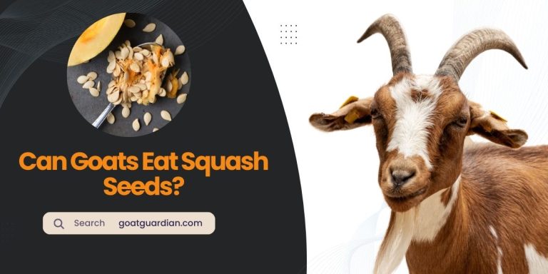 Can Goats Eat Squash Seeds? (Ways to Feed)