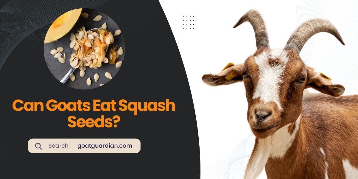 Can Goats Eat Squash Seeds