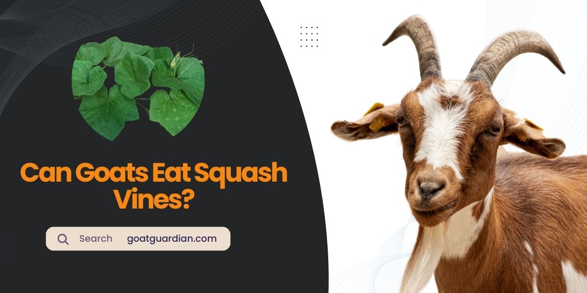 Can Goats Eat Squash Vines