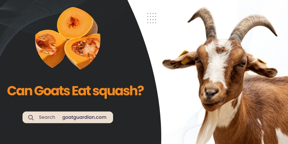 Can Goats Eat Squash