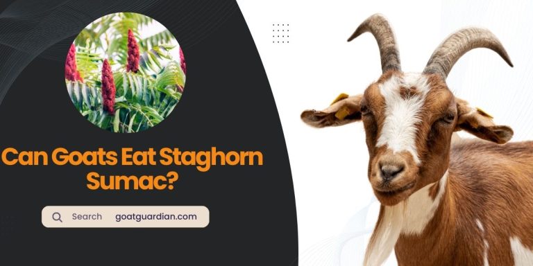 Can Goats Eat Staghorn Sumac? (Dos & Don’ts)