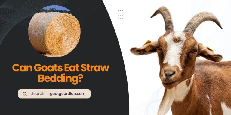 Can Goats Eat Straw Bedding? (GOOD or BAD)