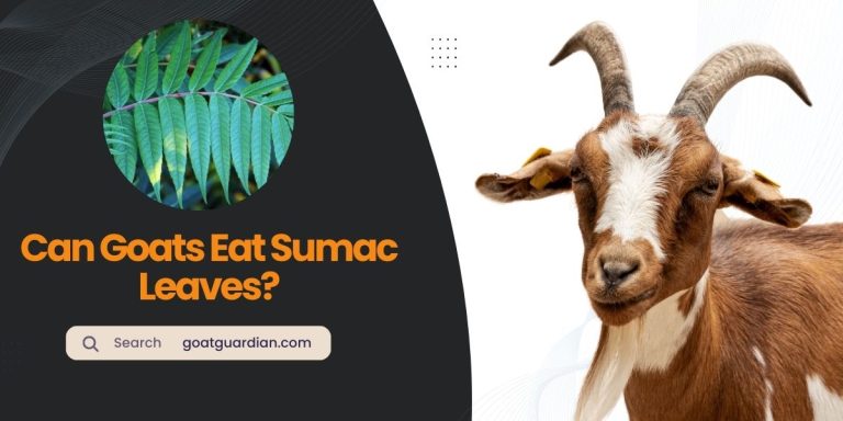 Can Goats Eat Sumac Leaves? (Myths vs Truth)