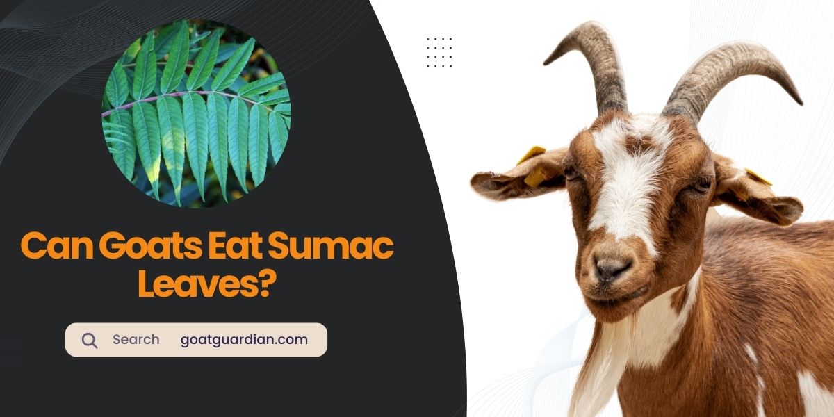 Can Goats Eat Sumac Leaves