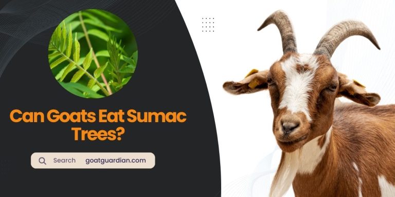 Can Goats Eat Sumac Trees? (Dos & Don’ts)